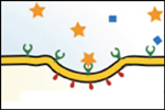 Receptor Mediated Cellular Endocytosis