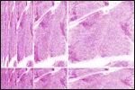 Computational characterization of reflectance confocal microscopy features reveals potential for automated photoageing assessment