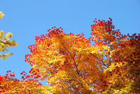 8. Autumn in Sapporo
