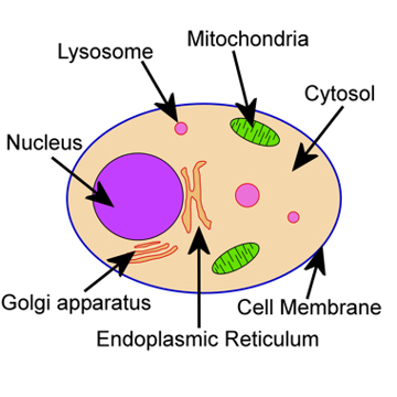 Sketch of basic Animal cell layout