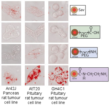 QDs internalized into different cell lines