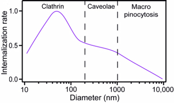 Graph showing size dependent non-specific internalization