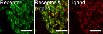 CHO cells showing colocalisation of SST-RFP and SST receptors