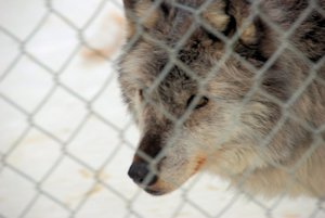 Northern Lights Wolf Centre