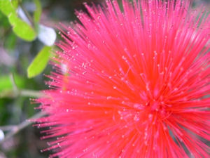 A Flower on Victoria Peak