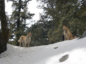 Our guide dogs above Triund