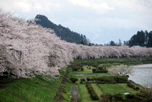 Kakunodate