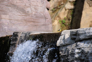 Nishi IyaVine Man made Waterfall