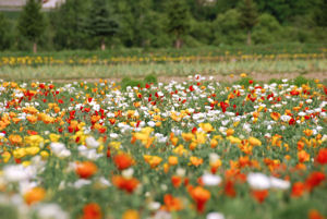 Furano Flower Land