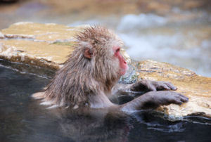 Snow Monkeys in Jingokudani Yaen Koen