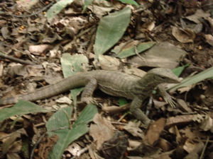 A Lizard, Taman Negara
