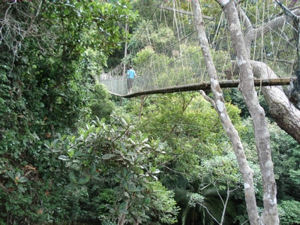 Tree Top walkway, Taman Negara