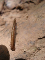 A Leach, Taman Negara