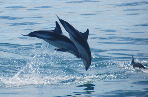 Kaikoura