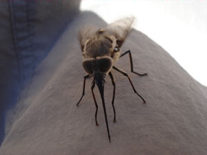 Insect at Colca Canyon