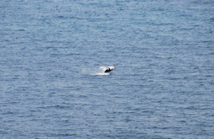 Freycinet Whale