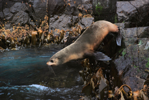 Bruny Island Seal