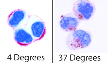 QD internalization at different temperatures