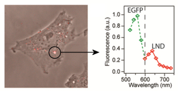 Nano-diamond inside a cell