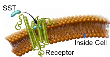 Somatostatin and receptor